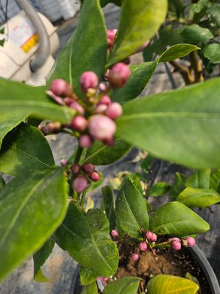 박미라님의 기타작물 · 영농일지 작성글 사진