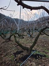 팜모닝 기타작물·영농일지 게시글 이미지