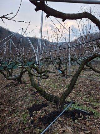 임맹수님의 기타작물 · 영농일지 작성글 사진