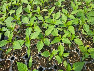 김주희님의 기타작물 · 영농일지 작성글 사진