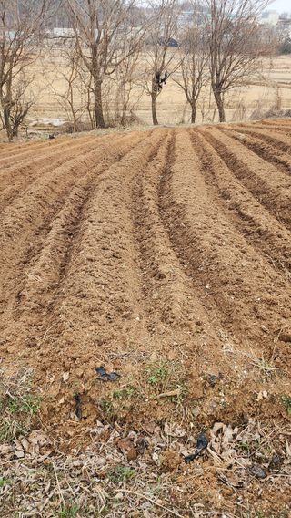 이영성(솔뫼농원)님의 기타작물 · 영농일지 작성글 사진