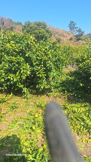 송임철님의 기타작물 · 영농일지 작성글 사진