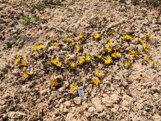 구봉갑산님의 기타작물 · 영농일지 작성글 사진