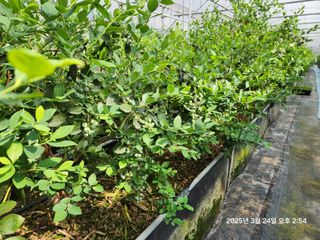 고흥아이베리팜님의 기타작물 · 영농일지 작성글 사진