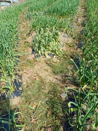 삼성농산님의 기타작물 · 영농일지 작성글 사진