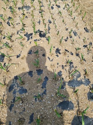 이상욱님의 마늘 · 영농일지 작성글 사진