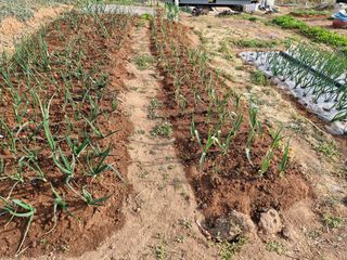 김 농부님의 기타작물 · 영농일지 작성글 사진