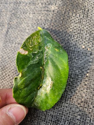 박미라님의 기타작물 · 영농일지 작성글 사진