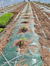 팜모닝 기타작물·영농일지 게시글 이미지