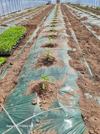 우희태님의 기타작물 · 영농일지 작성글 사진