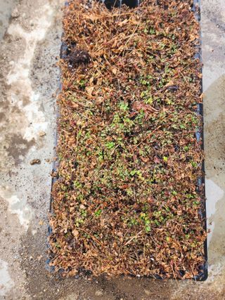 툇골짜기님의 기타작물 · 영농일지 작성글 사진