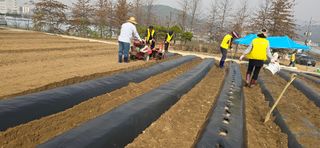 조영숙님의 기타작물 · 영농일지 작성글 사진