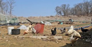 류선영님의 콩 · 영농일지 작성글 사진