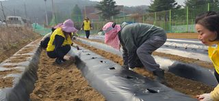 조영숙님의 기타작물 · 영농일지 작성글 사진