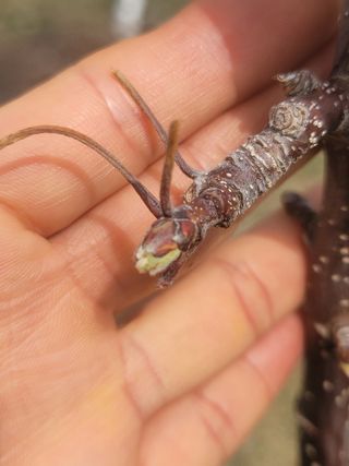 시나노골드님의 사과 · 영농일지 작성글 사진