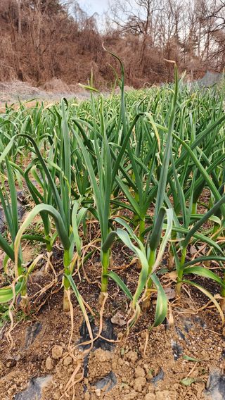 현길01021982님의 기타작물 · 영농일지 작성글 사진