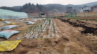 김윤회님의 마늘 · 영농일지 작성글 사진