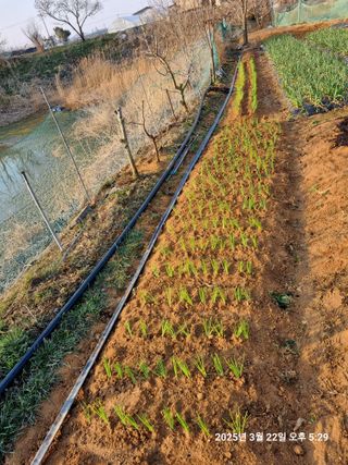 윤진명님의 파 · 영농일지 작성글 사진
