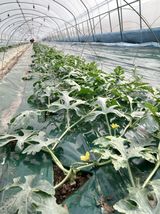 팜모닝 기타작물·영농일지 게시글 이미지