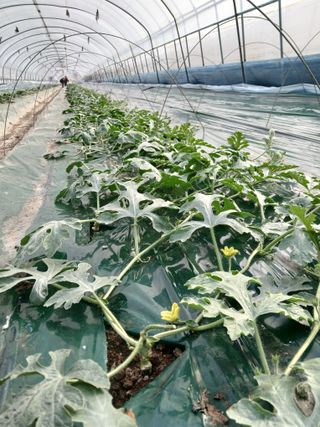 Smy1245678님의 기타작물 · 영농일지 작성글 사진