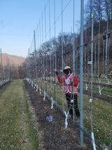 팜모닝 사과·영농일지 게시글 이미지