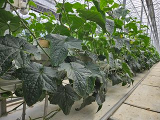 태이린팜님의 오이 · 영농일지 작성글 사진