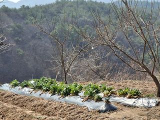 형남영님의 기타작물 · 영농일지 작성글 사진