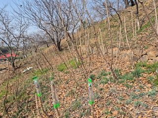 팜모닝회원류한배님의 기타작물 · 영농일지 작성글 사진