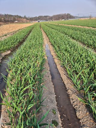 정의섭님의 마늘 · 영농일지 작성글 사진