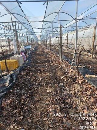 골실지기님의 포도 · 영농일지 작성글 사진