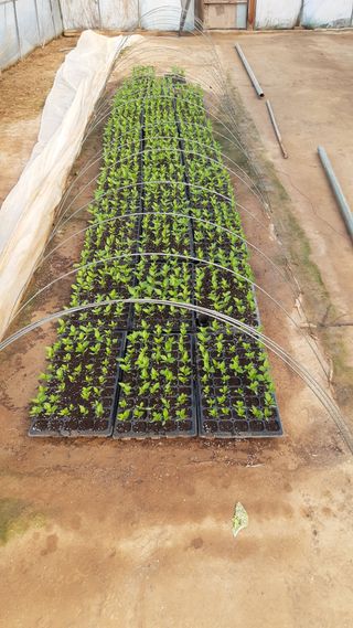 하루의행복님의 기타작물 · 영농일지 작성글 사진