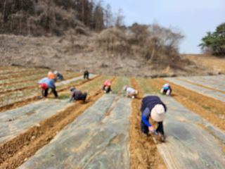 함영동님의 기타작물 · 영농일지 작성글 사진