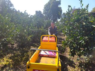 새달귤농장님의 귤 · 영농일지 작성글 사진