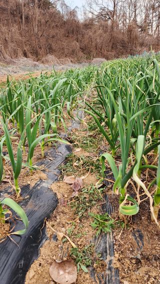 현길01021982님의 기타작물 · 영농일지 작성글 사진