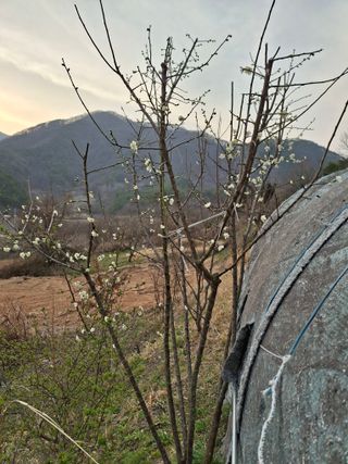 형남영님의 기타작물 · 영농일지 작성글 사진