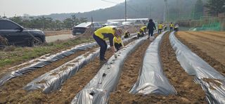 조영숙님의 기타작물 · 영농일지 작성글 사진