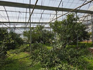 조상균님의 기타작물 · 영농일지 작성글 사진