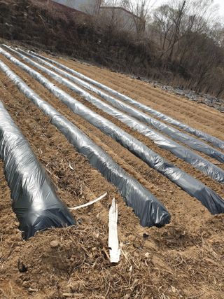 샤이니바다님의 기타작물 · 영농일지 작성글 사진