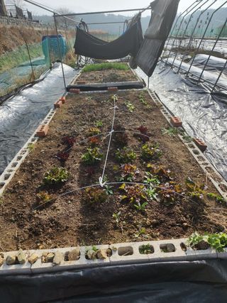 김인수님의 기타작물 · 영농일지 작성글 사진