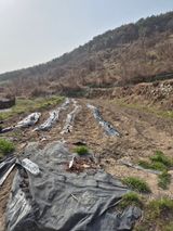 팜모닝 기타작물·영농일지 게시글 이미지