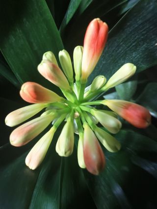 이영학 님의 기타작물 · 영농일지 작성글 사진