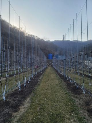 시나노골드님의 사과 · 영농일지 작성글 사진