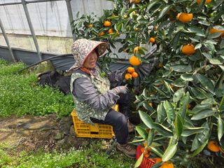 조상균님의 기타작물 · 영농일지 작성글 사진