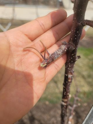 시나노골드님의 사과 · 영농일지 작성글 사진