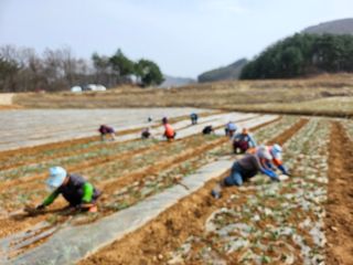 함영동님의 기타작물 · 영농일지 작성글 사진
