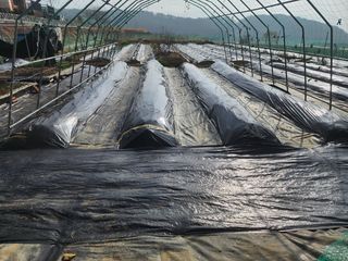 김인수님의 기타작물 · 영농일지 작성글 사진