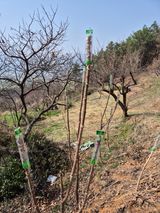 팜모닝 기타작물·영농일지 게시글 이미지