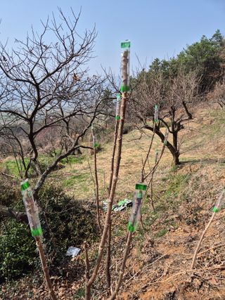 팜모닝회원류한배님의 기타작물 · 영농일지 작성글 사진