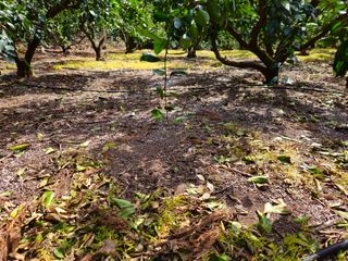 새달귤농장님의 귤 · 영농일지 작성글 사진