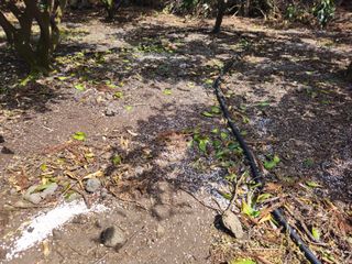 새달귤농장님의 귤 · 영농일지 작성글 사진